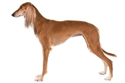 saluki breed archive|akc saluki standard.